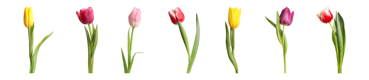 Image of Collage with beautiful spring flowers on white background. Banner design 