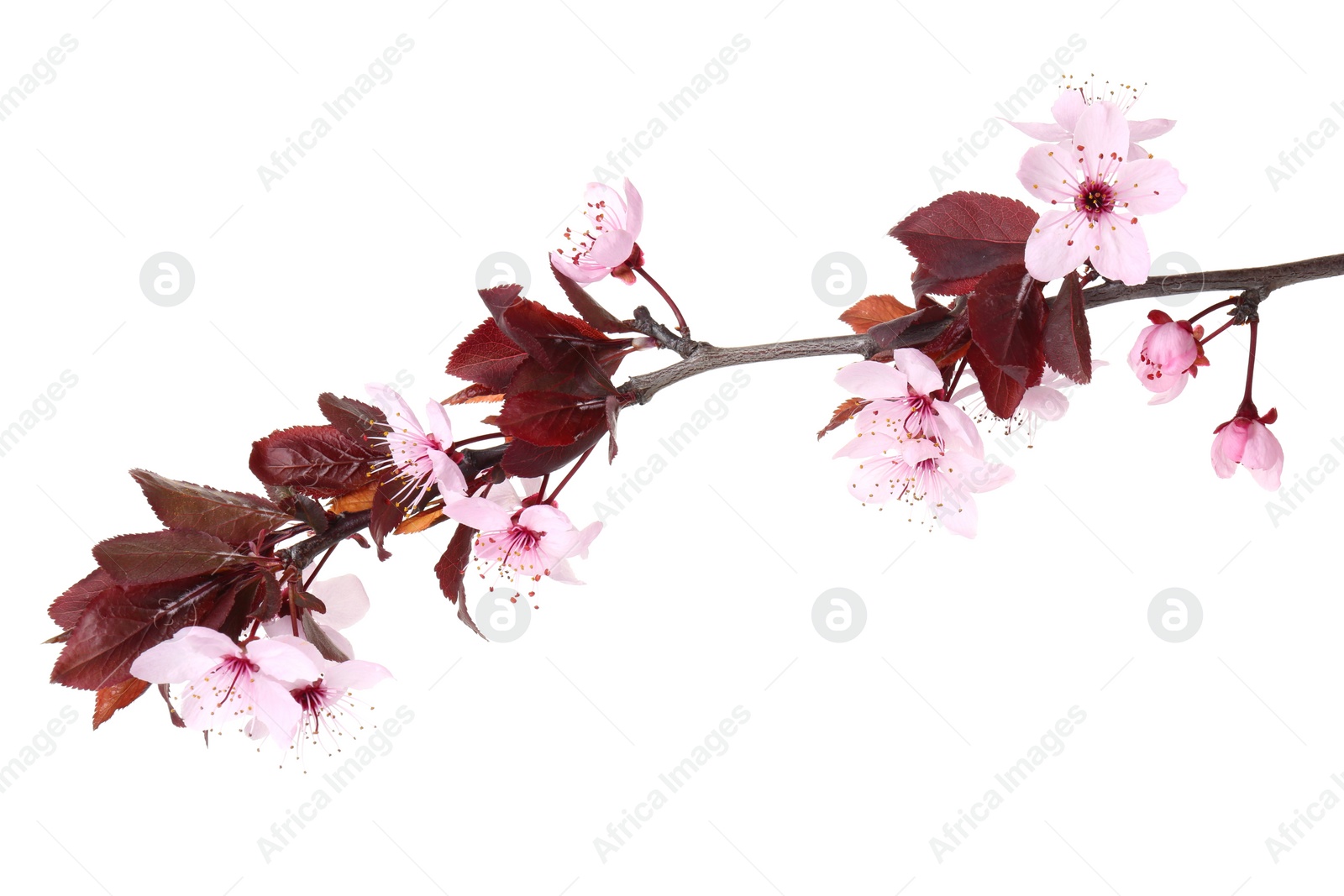 Photo of Spring tree branch with beautiful blossoms isolated on white