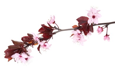 Photo of Spring tree branch with beautiful blossoms isolated on white