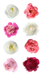 Image of Set of different beautiful peony flowers on white background