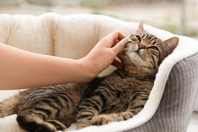 Photo of Woman petting cute tabby cat at home, closeup. Lovely pet