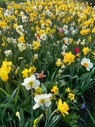 Photo of Beautiful colorful daffodil and tulip flowers growing outdoors on sunny day