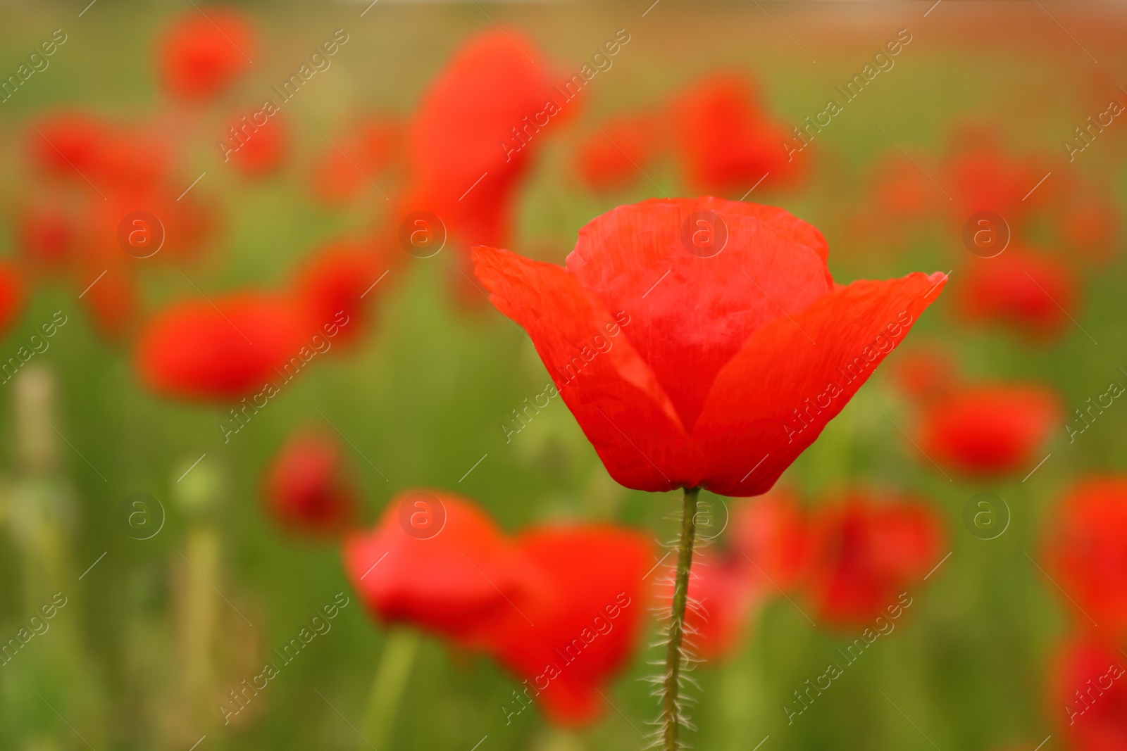 Photo of Beautiful red poppy flower growing in field, closeup. Space for text