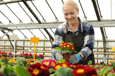Photo of Mature woman taking care of blooming flowers in greenhouse. Home gardening