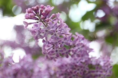Photo of Closeup view of beautiful blossoming lilac bush outdoors