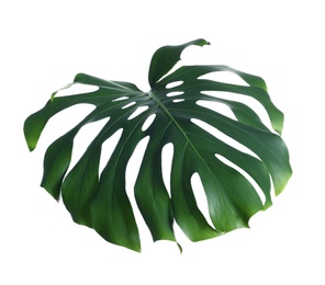 Photo of Green fresh monstera leaf isolated on white. Tropical plant