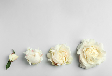 Photo of Beautiful white peonies on light grey background, flat lay. Space for text