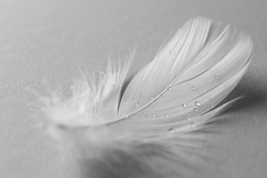 Photo of Fluffy white feather with water drops on light background, closeup