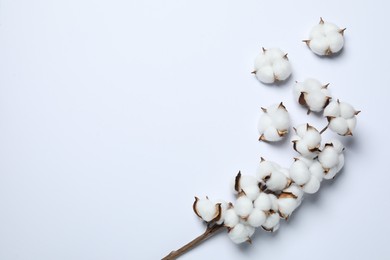 Photo of Branch with cotton flowers on white background, top view. Space for text