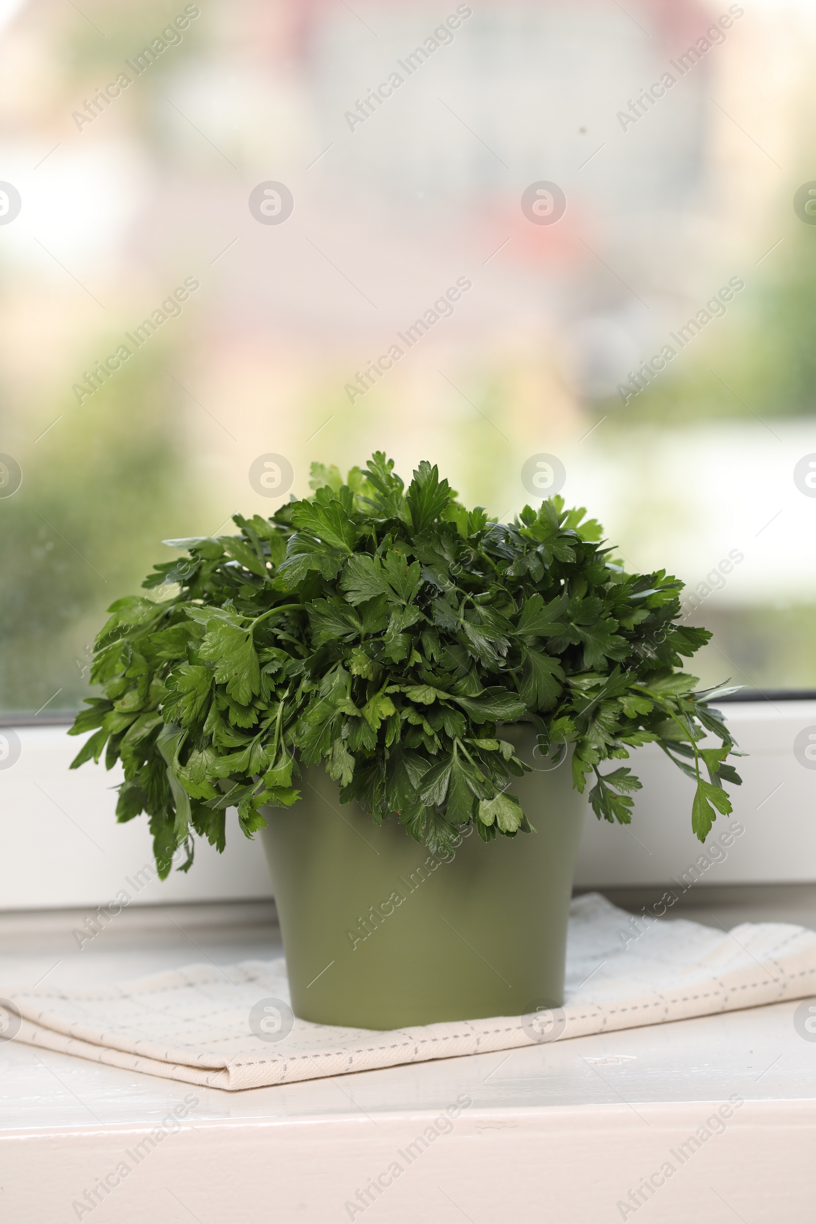 Aromatic parsley growing in pot on window sill. Space for text Photo of Aromatic parsley growing in pot on window sill. Space for text