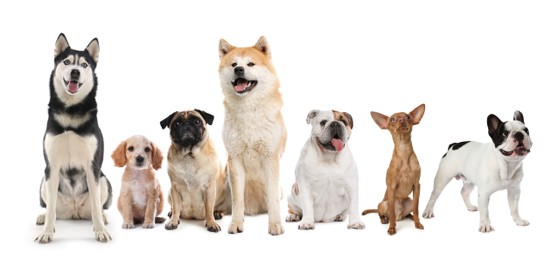 Image of Group of different cute dogs on white background. Banner design