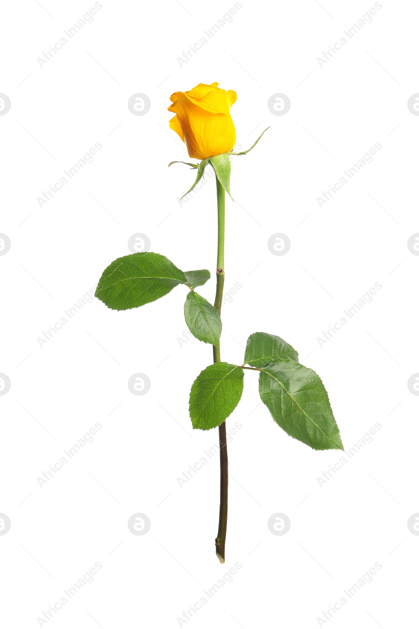 One beautiful yellow rose isolated on white Photo of One beautiful yellow rose isolated on white
