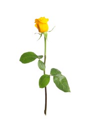 Photo of One beautiful yellow rose isolated on white
