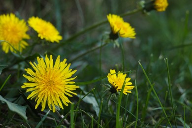 Photo of Beautiful bright yellow dandelions in green grass, closeup