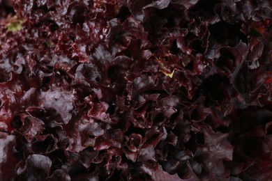 Photo of Fresh red coral lettuce as background, closeup