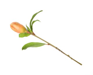 Photo of Pomegranate branch with green leaves and bud on white background