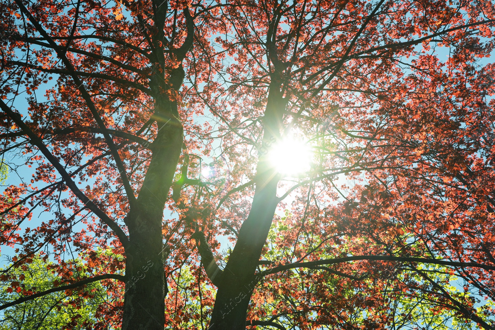Photo of Beautiful trees with leaves outdoors on sunny day