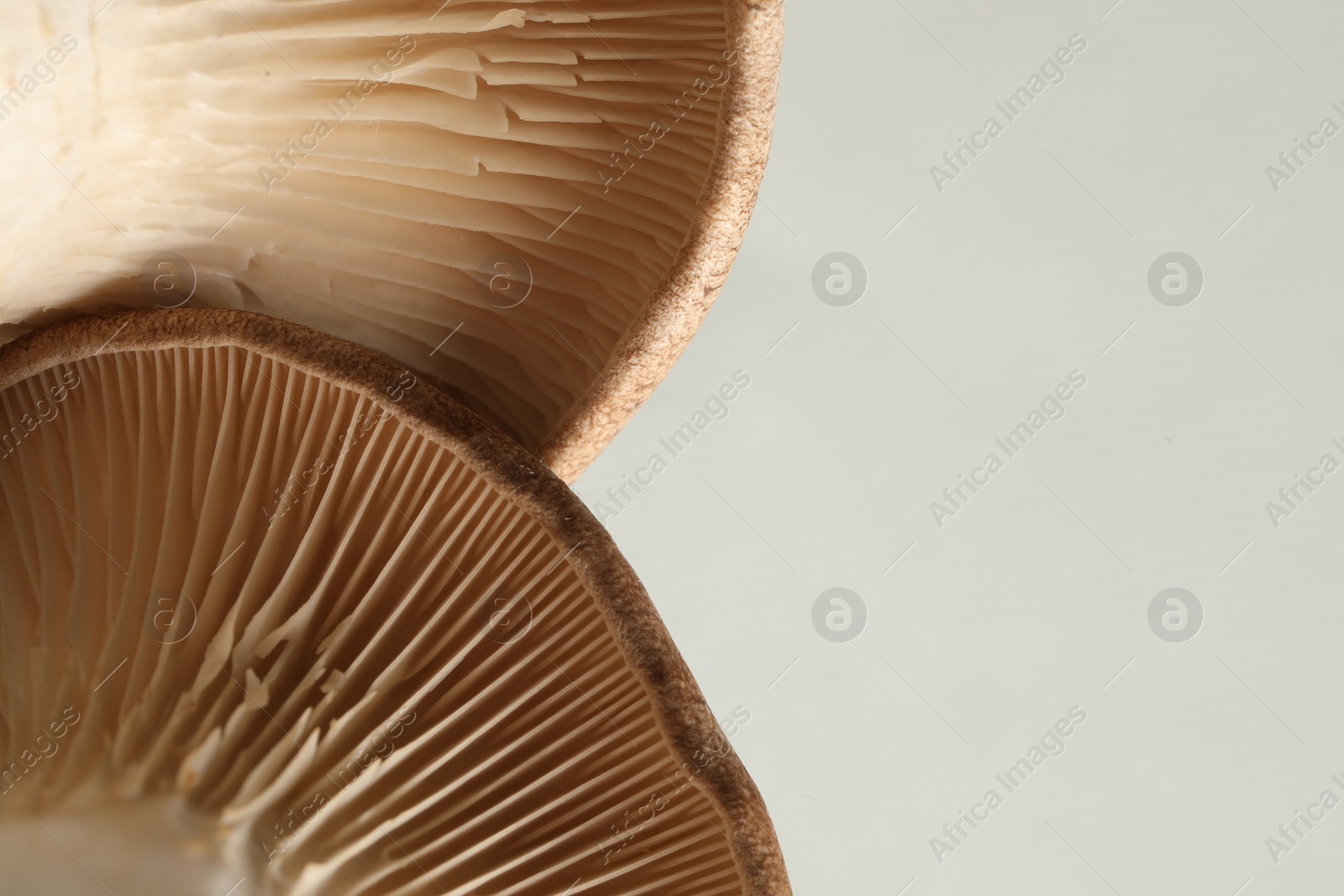 Photo of Macro photo of oyster mushrooms on light grey background. Space for text