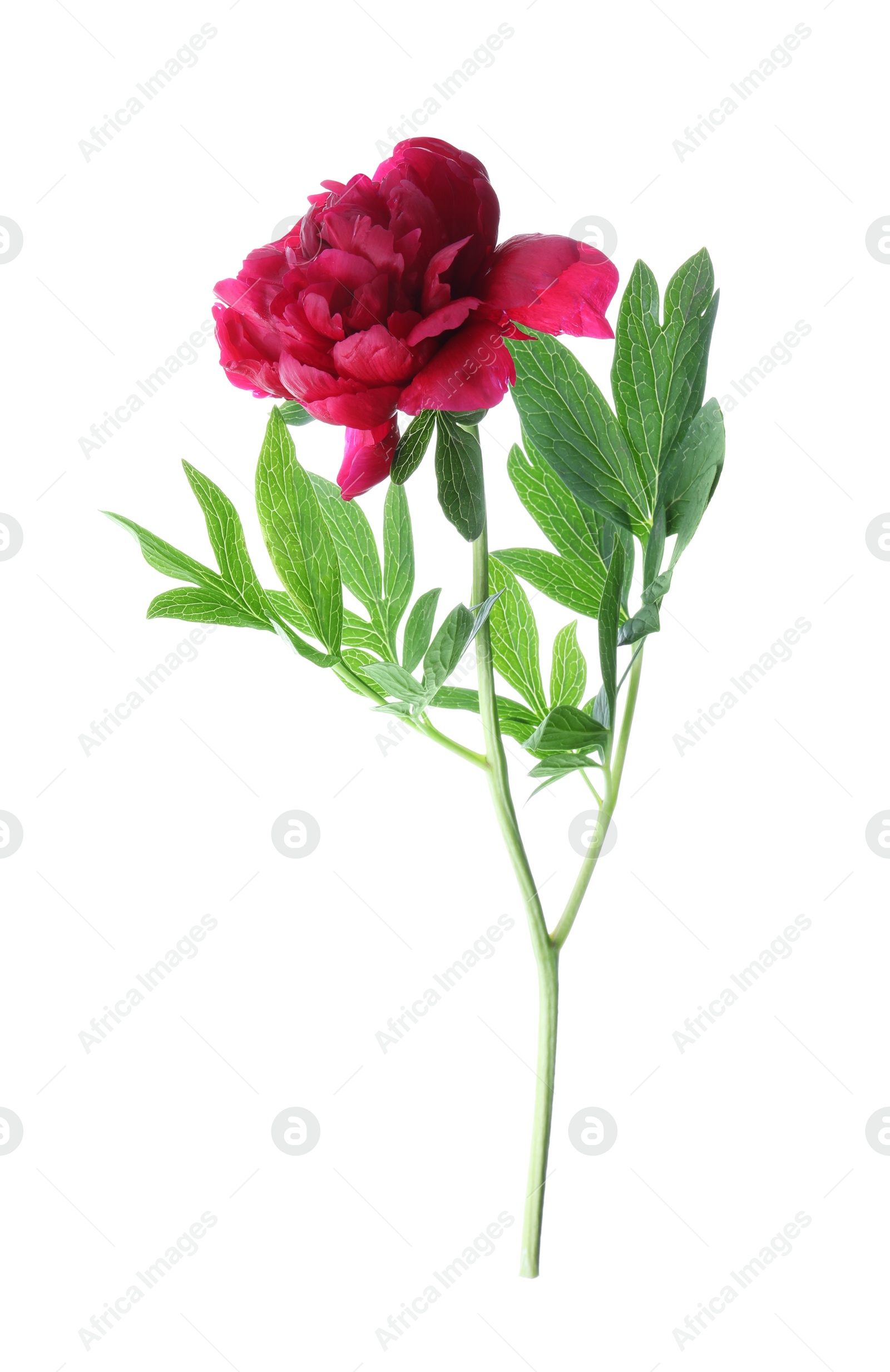 Photo of Beautiful red peony with leaves isolated on white