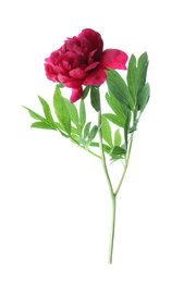 Photo of Beautiful red peony with leaves isolated on white