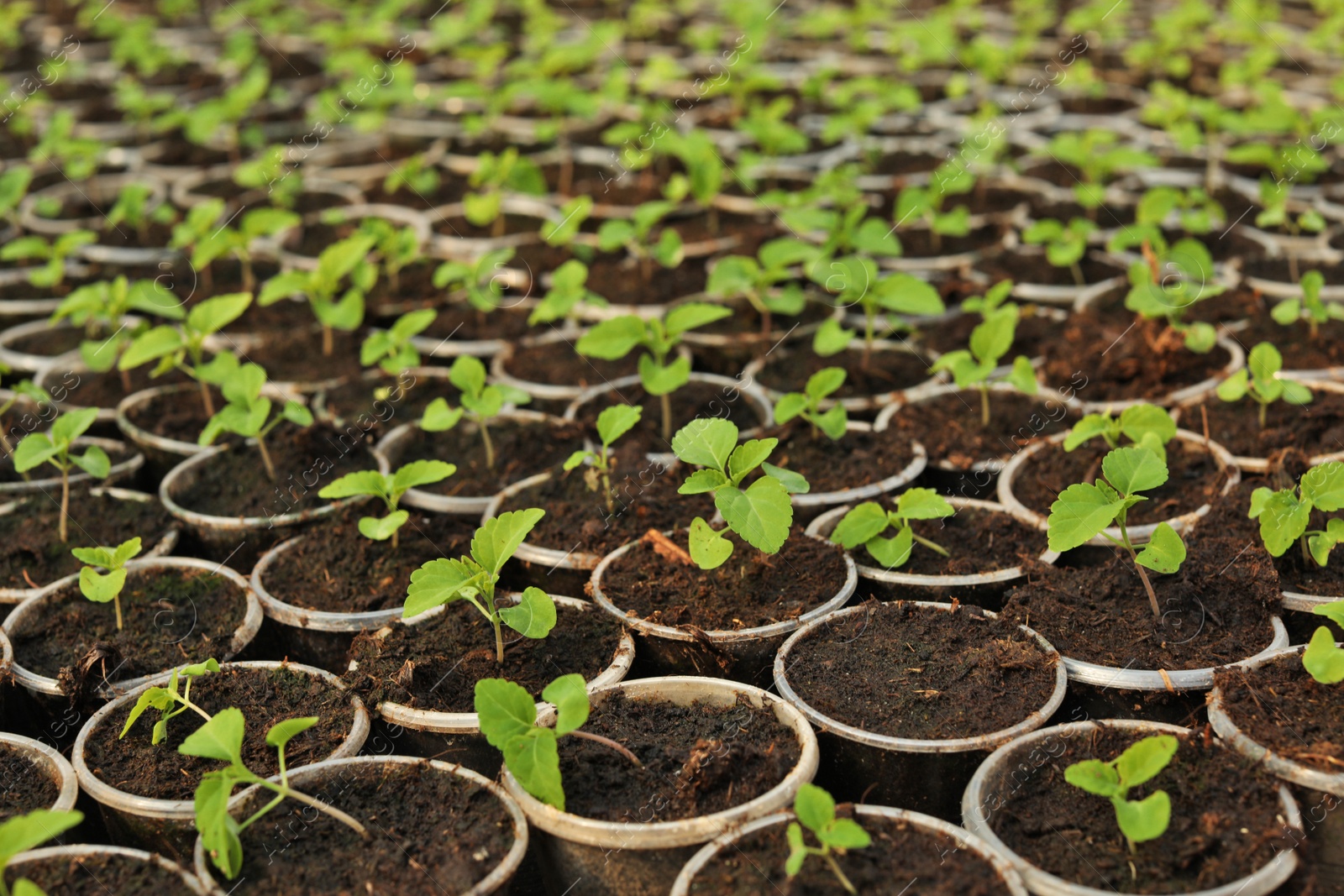 Photo of Many fresh green seedlings growing in starter pots with soil, closeup