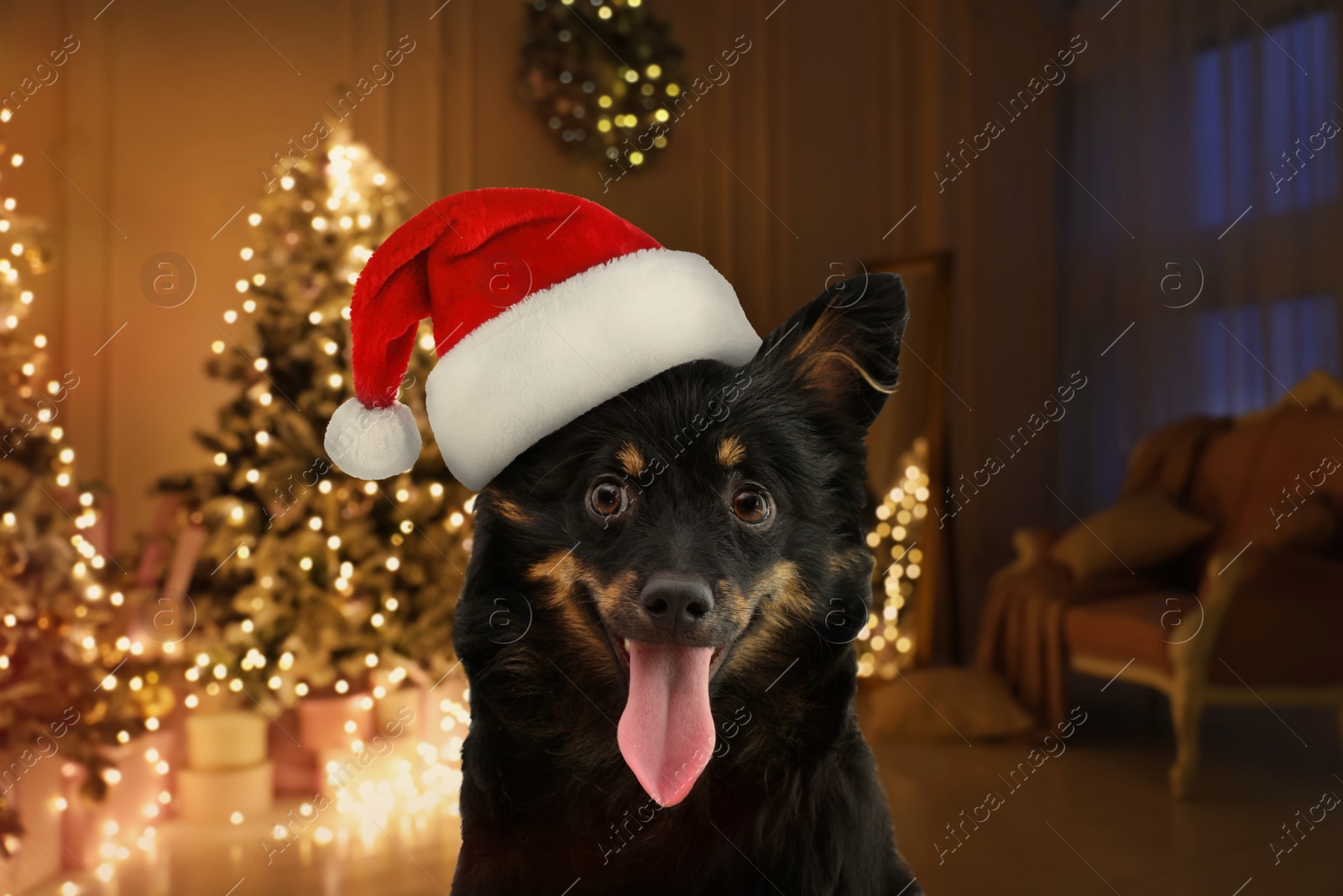 Image of Cute dog with Santa hat and room decorated for Christmas on background