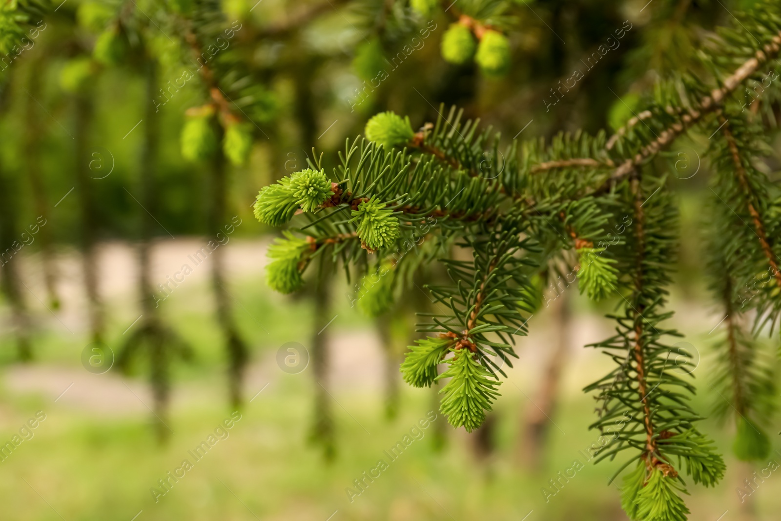 Photo of Beautiful branch of coniferous tree in park, closeup