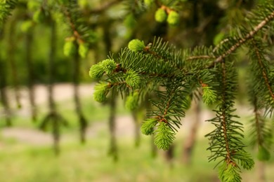 Photo of Beautiful branch of coniferous tree in park, closeup