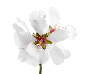 Photo of Tree branch with beautiful blossoms isolated on white. Spring season