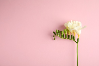 Beautiful freesia with fragrant flowers on color background, top view. Space for text