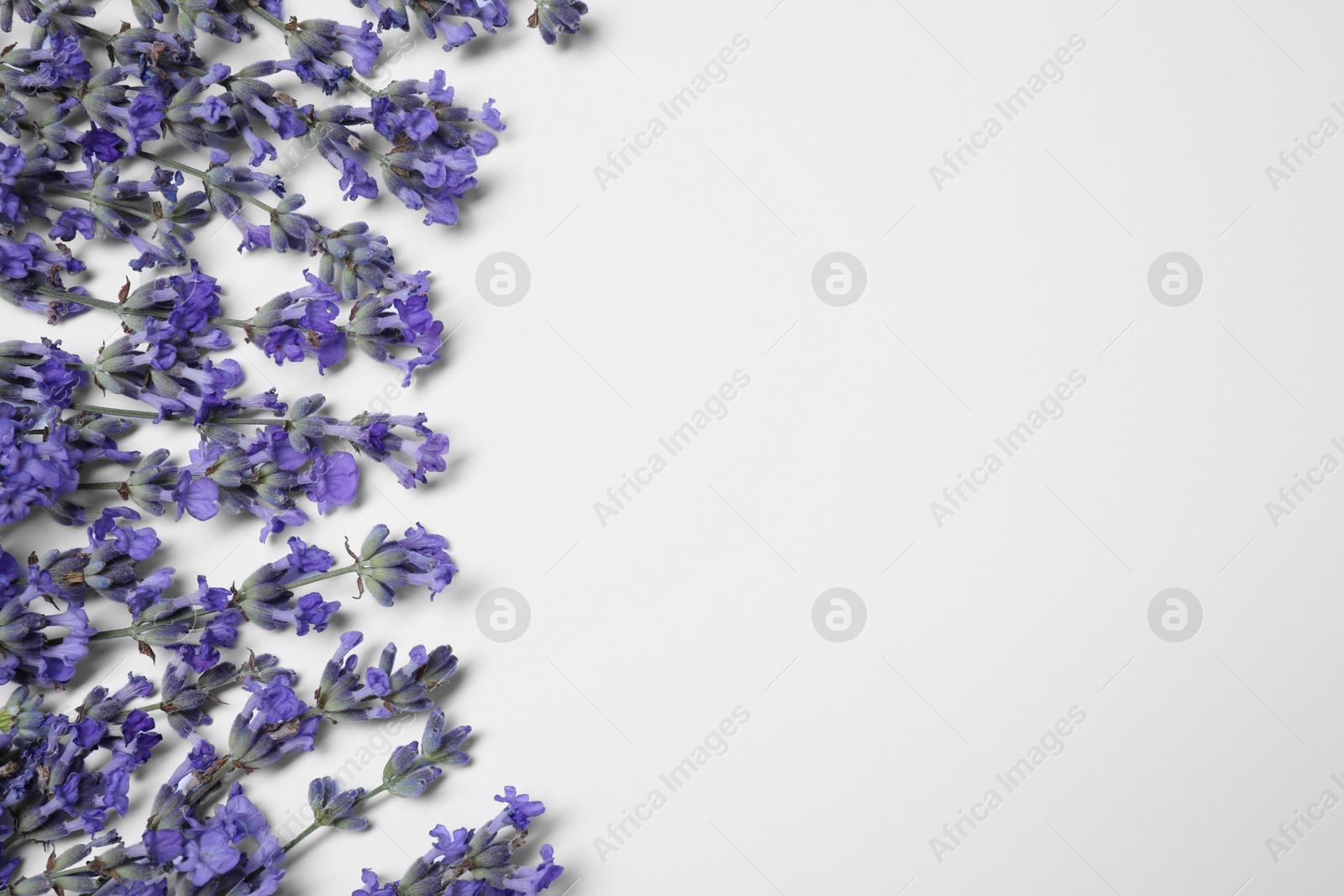 Photo of Beautiful aromatic lavender flowers on white background, flat lay. Space for text