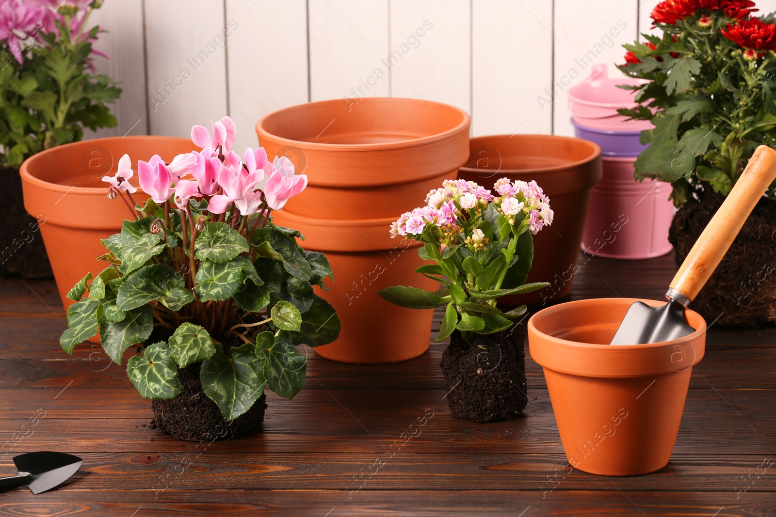 Photo of Time for transplanting. Many terracotta pots, soil, flowers and tools on wooden table