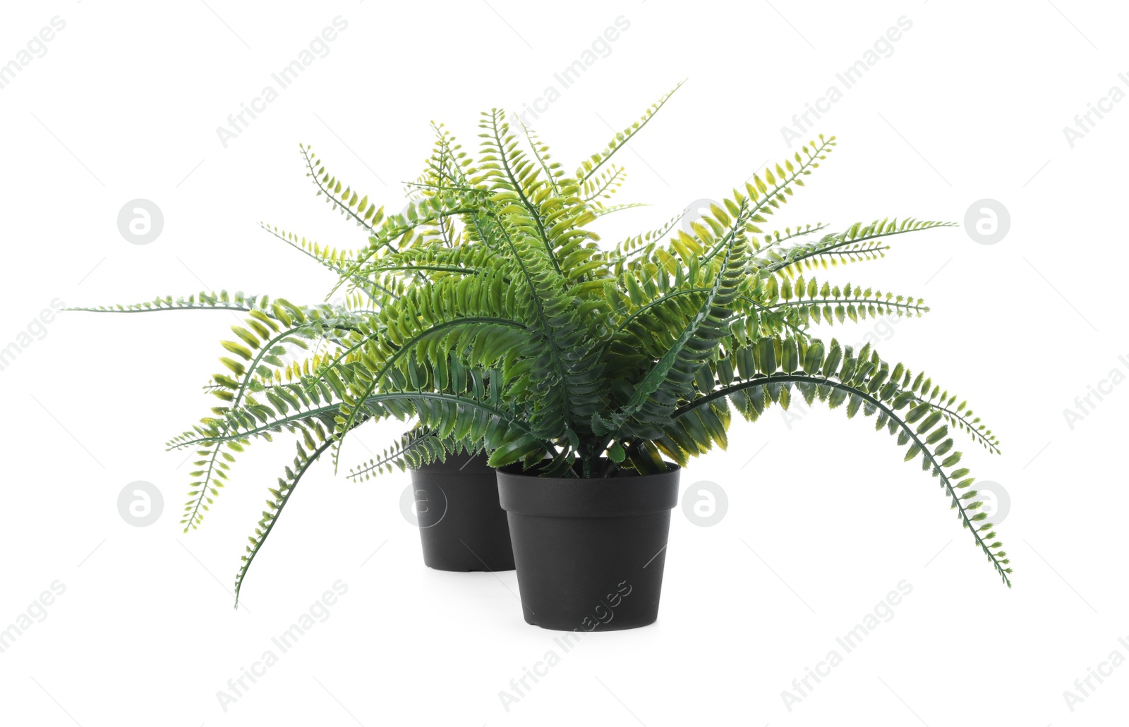 Photo of Beautiful artificial plants in flower pots isolated on white