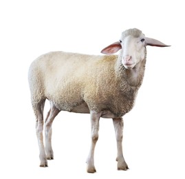 Image of Cute sheep isolated on white. Farm animal