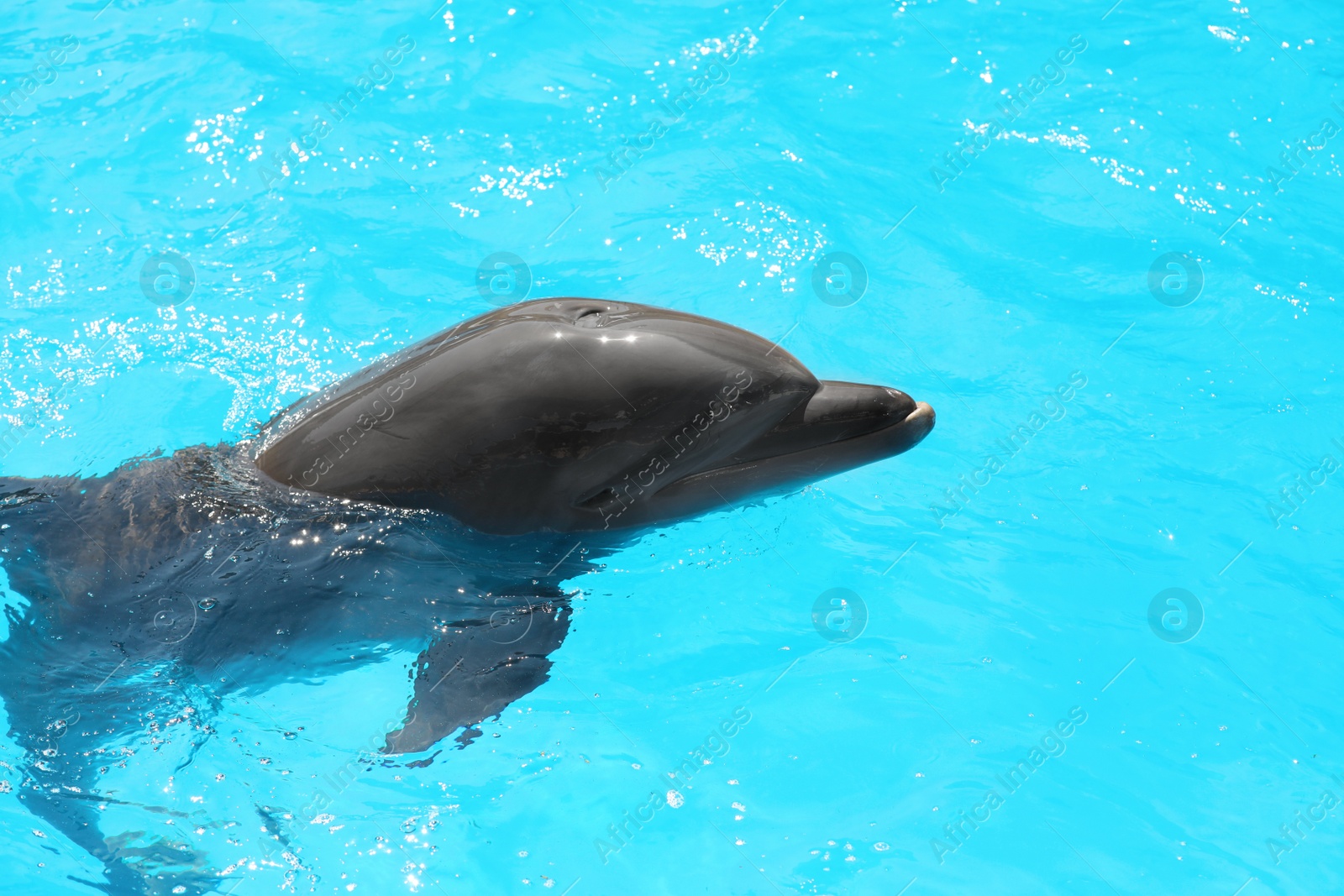 Photo of Dolphin swimming in pool at marine mammal park