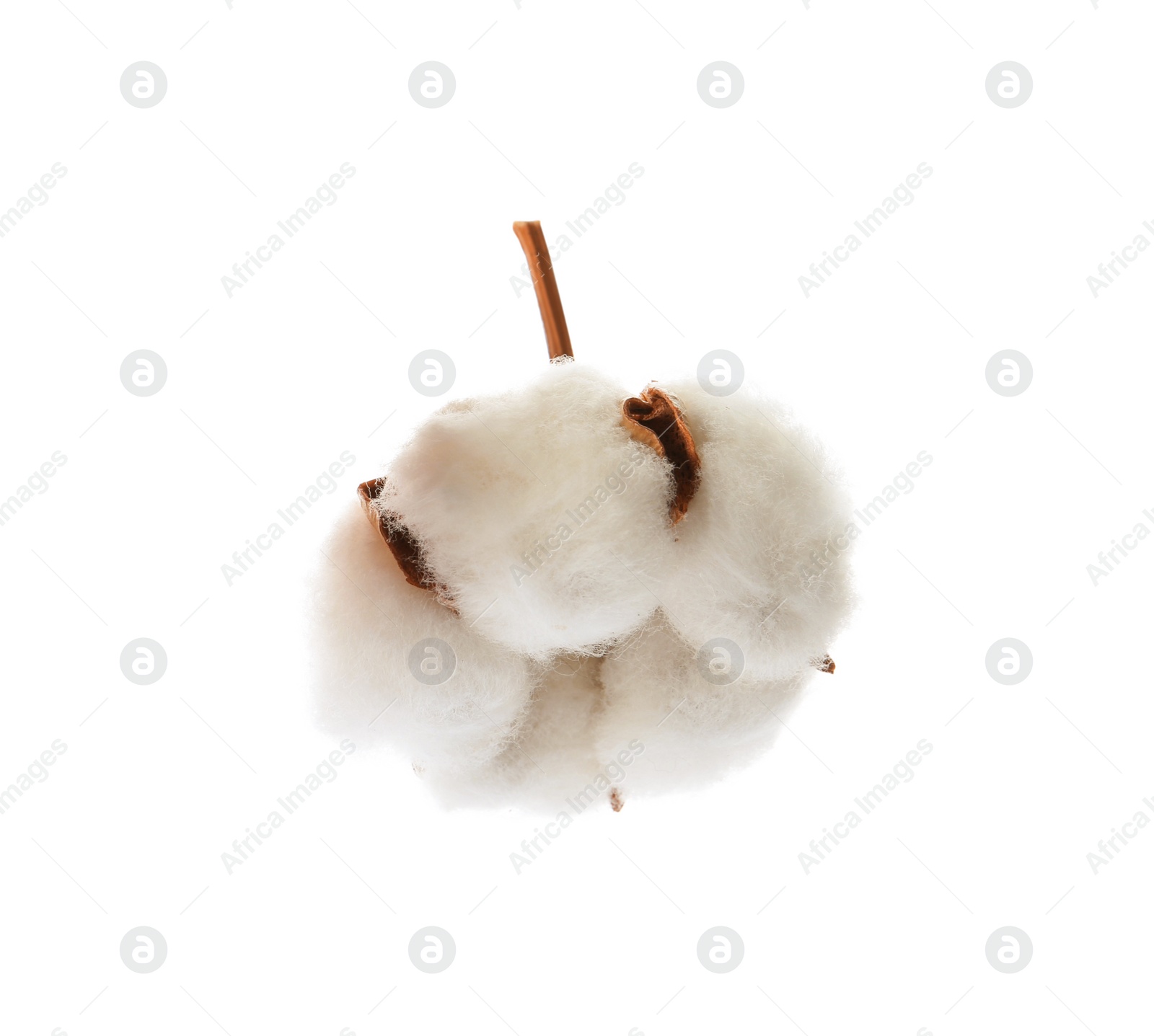 Photo of Beautiful fluffy cotton flower on white background