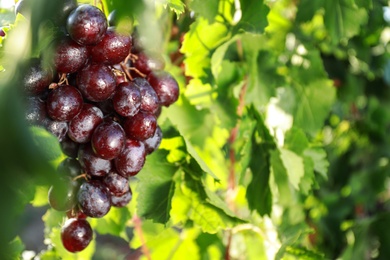 Fresh ripe juicy grapes growing on branch outdoors, closeup