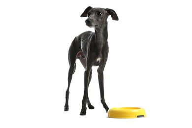 Italian Greyhound dog near feeding bowl on white background
