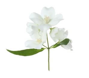 Branch of jasmine flowers and leaves isolated on white