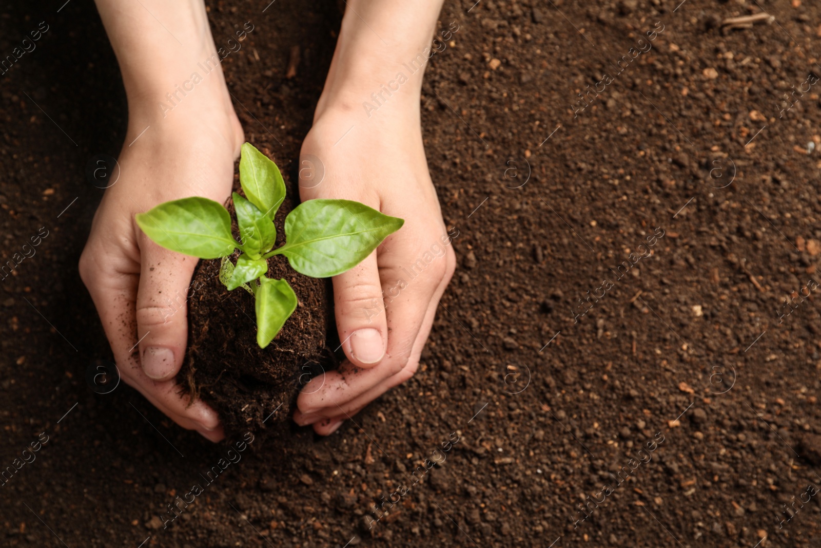 Photo of Woman holding green seedling on soil, top view. Space for text