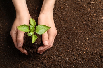 Photo of Woman holding green seedling on soil, top view. Space for text
