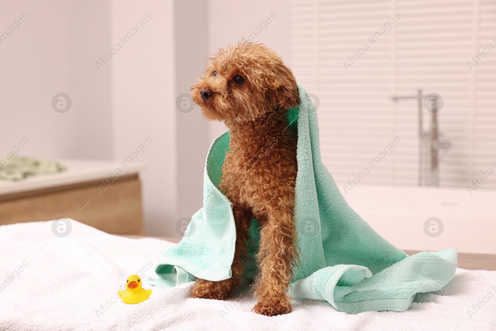 Photo of Cute Maltipoo dog wrapped in towel and rubber duck in bathroom. Lovely pet