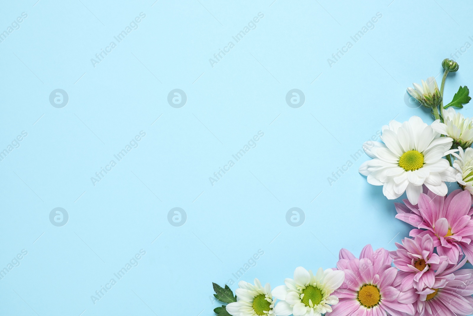 Photo of Beautiful chamomile flowers on light blue background, flat lay. Space for text