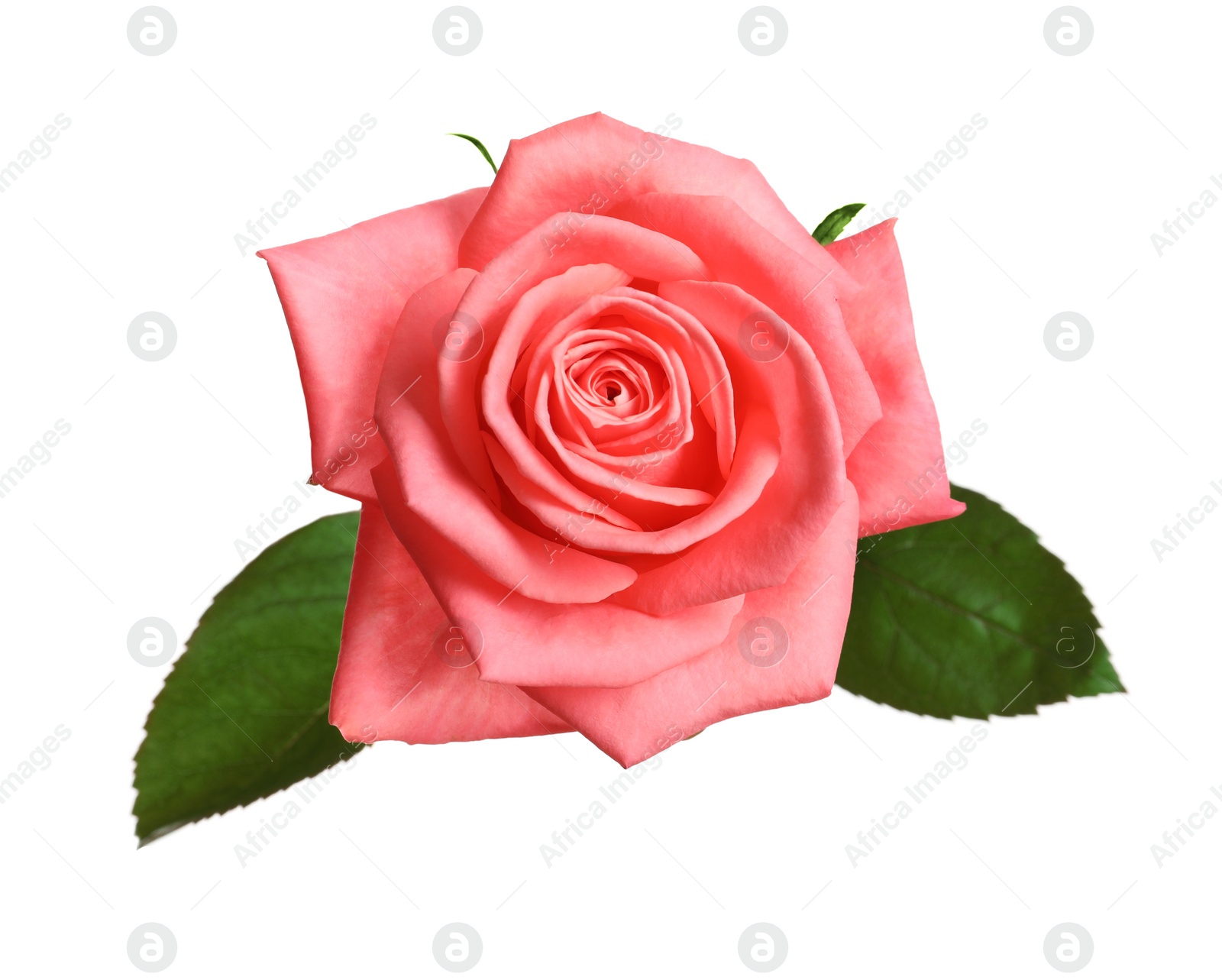 Photo of Beautiful blooming pink rose on white background, top view