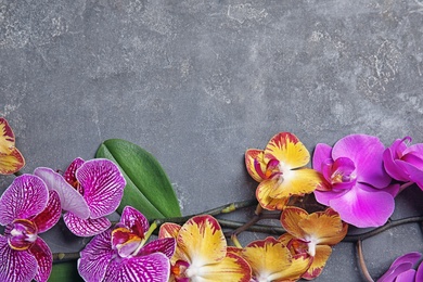 Photo of Beautiful tropical orchid flowers on grey background, top view. Space for text