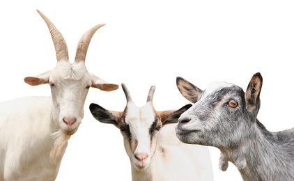 Image of Set with cute goats on white background. Animal husbandry