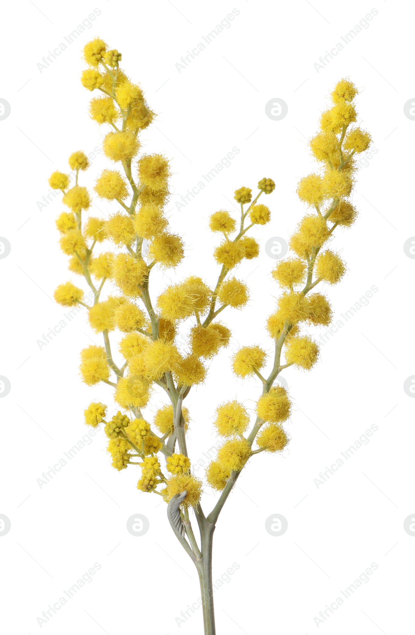 Photo of Beautiful yellow mimosa flowers isolated on white