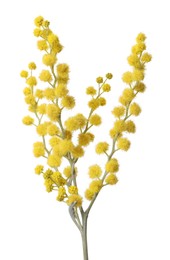 Beautiful yellow mimosa flowers isolated on white