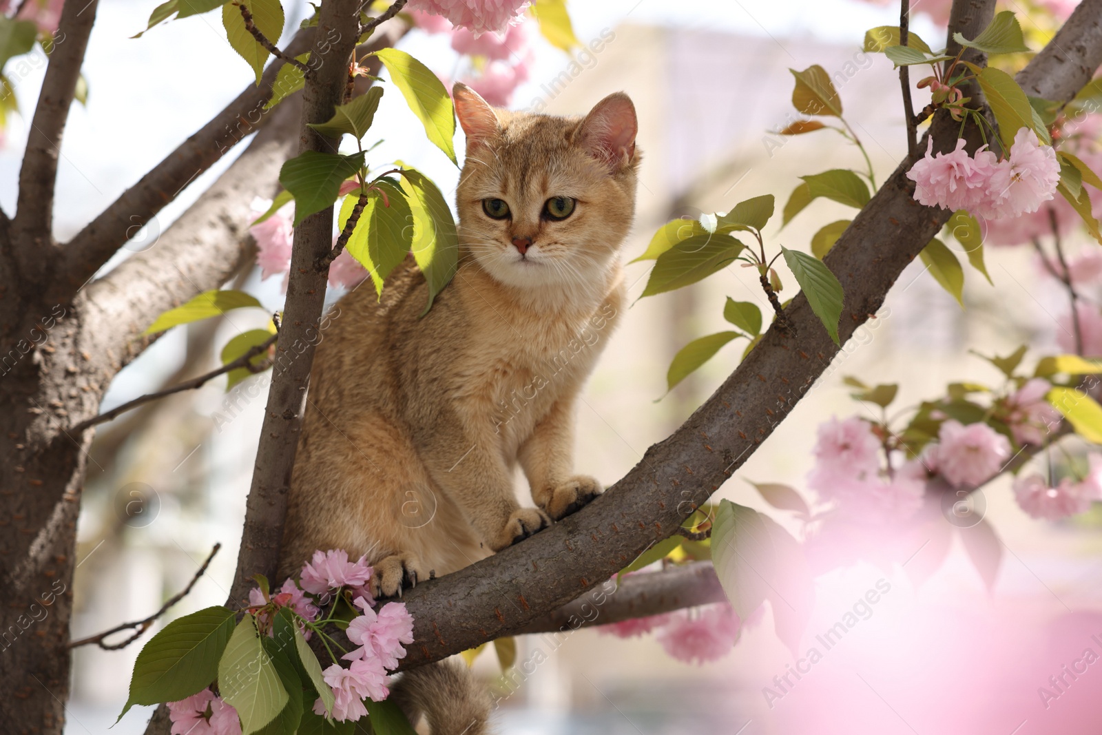 Photo of Cute cat on spring tree branch with beautiful blossoms outdoors