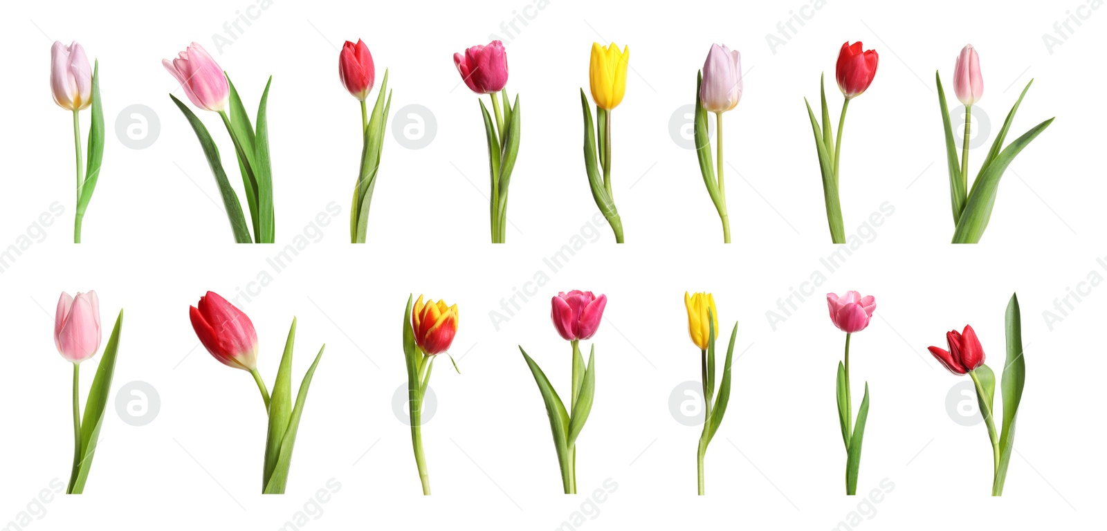 Image of Set of beautiful spring tulips on white background. Banner design 